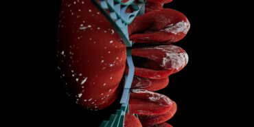 Yeni Araştırma: Böbrek Gelişimi İçin Sitokaskeletal Proteinin Önemi