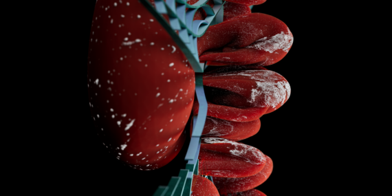 Yeni Araştırma: Böbrek Gelişimi İçin Sitokaskeletal Proteinin Önemi